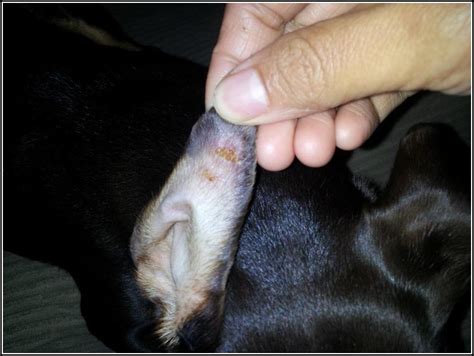 Dog With Dry Skin In Ears Petfinder