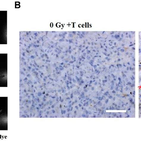 A B Cell Viability Of Mkn 45 Gastric Cancer Cells After Incubation