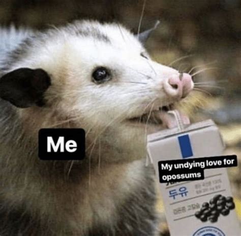 Pin By Lindsay Wright On Awesome Possum Possum Funny Awesome Possum