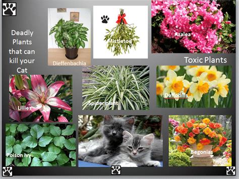 Toxic Plants For Cats Best Pet Supplies