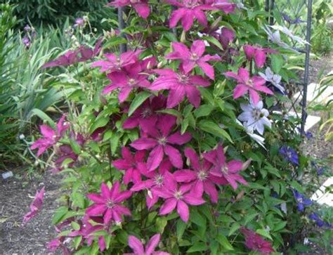 But ts are you sure roses for just a friend are a good idea? Buy Clematis Ruutel Flowers for the Yard and Garden