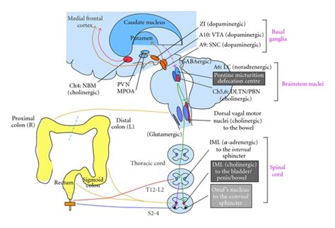 Figure 5 Bladder Bowel And Sexual Dysfunction In Parkinsons Disease