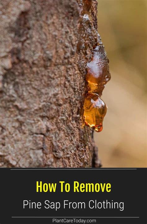 How To Remove Pine Sap From Clothing