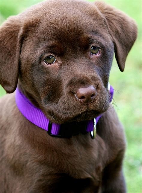 When they reach the age of eight weeks, they get in a ready state to shift to a permanent home. 25 Wonderful Chocolate Labrador Retriever Dog Pictures And Images