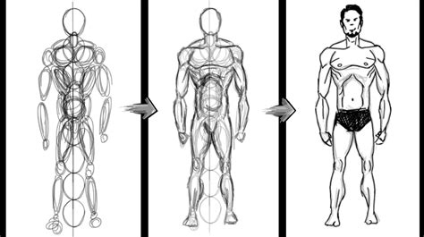 How To Draw Human Anatomy For Beginners How To Draw Basic Human