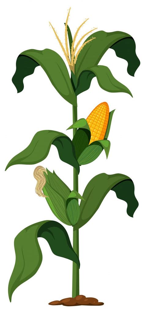 Planta De Maíz En El Fondo Blanco Vector Premium Planta De Maíz Maiz Dibujo Plantar Pimientos