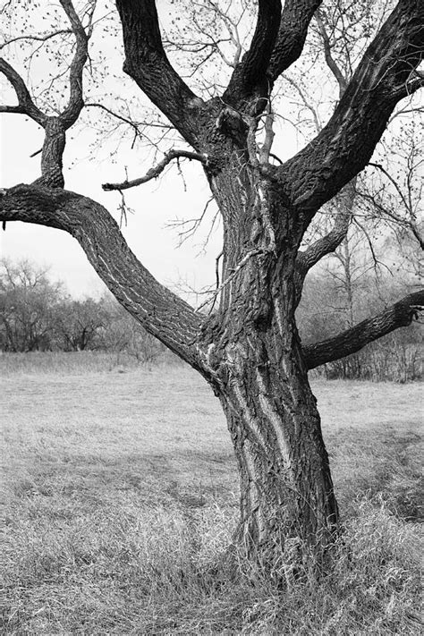 Bare Tree Trunk Photograph By Donald Erickson Fine Art America