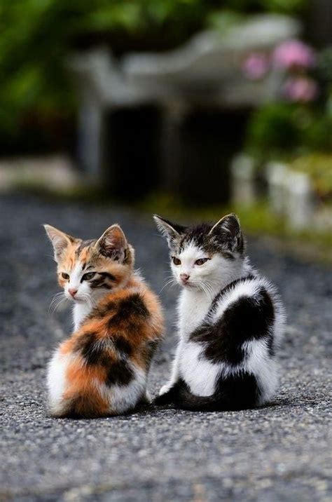 A cute, greek name meaning 'pearl', and a great name for a precious young cat! Cute Fluffy Girl Kitten Names | Kittens cutest, Cute ...