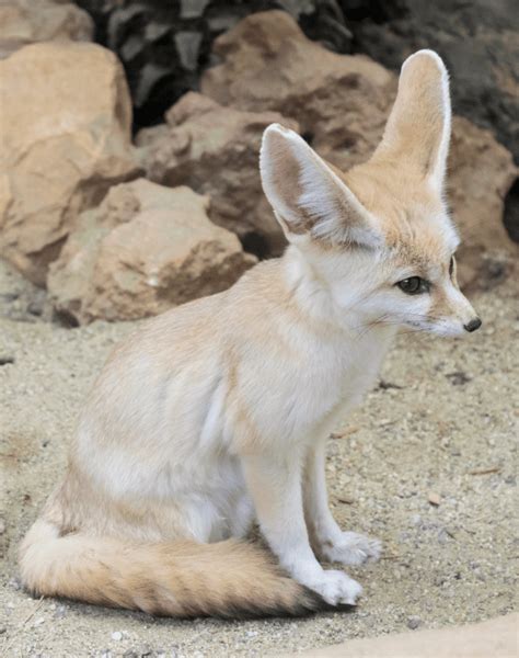 Fennec Fox Key Facts Information And Pictures
