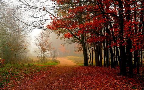 Forest Path Forest Autumn Pathway Nature Fog Hd Wallpaper Peakpx