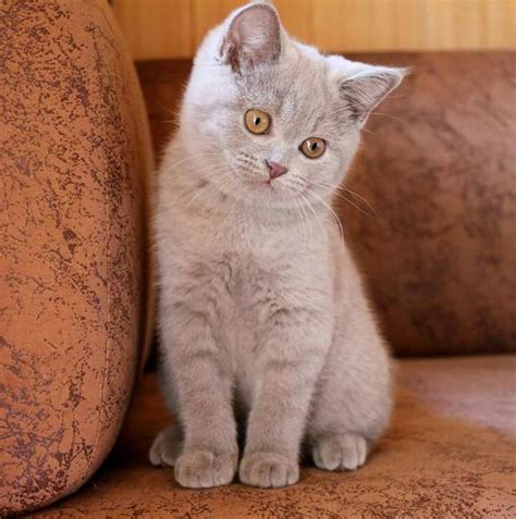 Lilac British Shorthair Kitten Animaux Chat