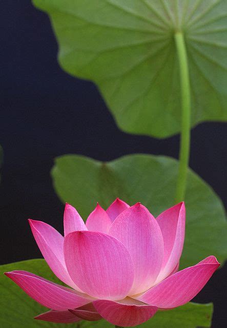 Lotus Flower Pink Img8877 1000 в 2020 г Цветы лотоса Кувшинки