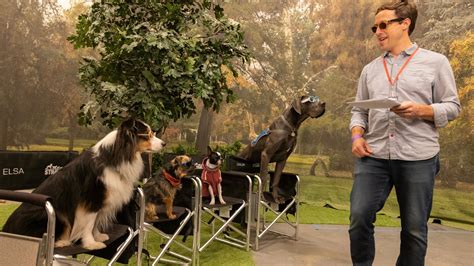 Strays director explains movie’s most shocking scene - Dexerto