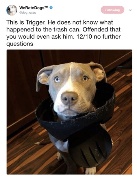 Get The Best Of Funny Pit Dog Memes Hilarious Pets Pictures