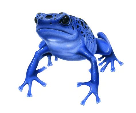 Their bright colors and awesome sound make for a really cool animal. Poison Dart Frog Drawing at GetDrawings | Free download