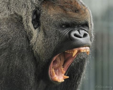 Pin By Tina Burick On Gorillas And Other Apes Silverback Gorilla