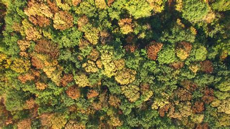 Stock Video Of Aerial Top View Of Autumn Forest 12170888 Shutterstock