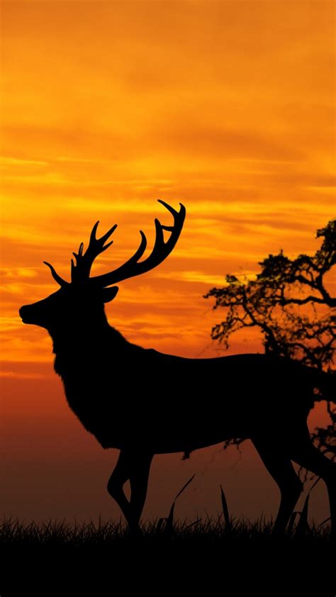Deer Silhouette Sunset Wildlife Hd Wallpaper For