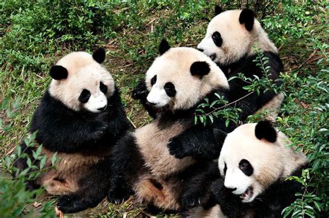 Chinas Wild Giant Pandas No Longer Endangered Government China