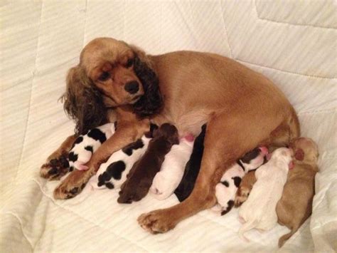 Get yours via lancaster puppies. AKC American Cocker Spaniel Puppies for Sale in ...