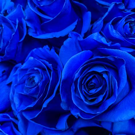 Bright Blue Roses Bouquet Delivery