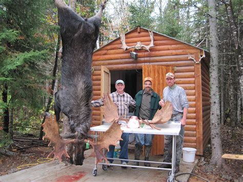 Maine Moose Hunting Maine Moose Guides Maine Moose Hunting