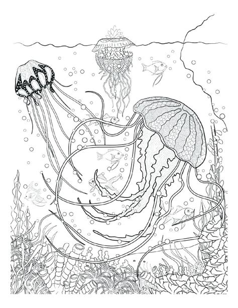 Common Loon Coloring Page at GetColorings.com | Free printable