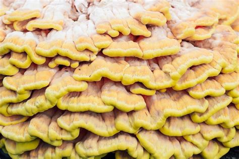 Un enorme hongo parásito amarillo laetiporus sulphureus creció en un