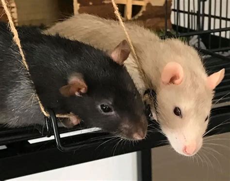 A Guide To Understanding Pet Rat Body Language And Behaviour The Rat Place