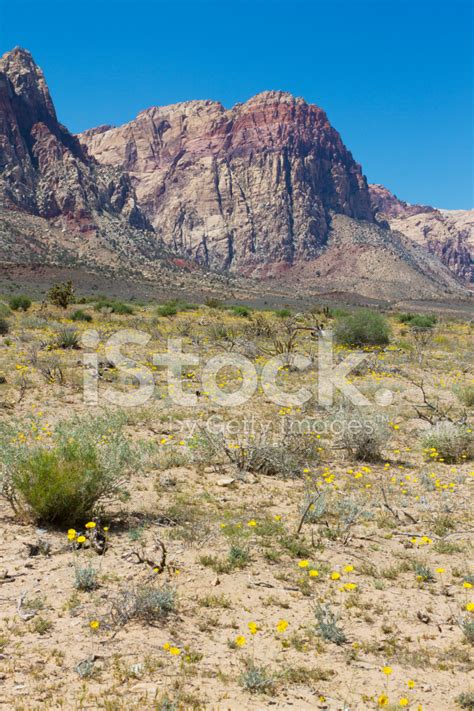 Las Vegas Green Desert Stock Photo Royalty Free Freeimages