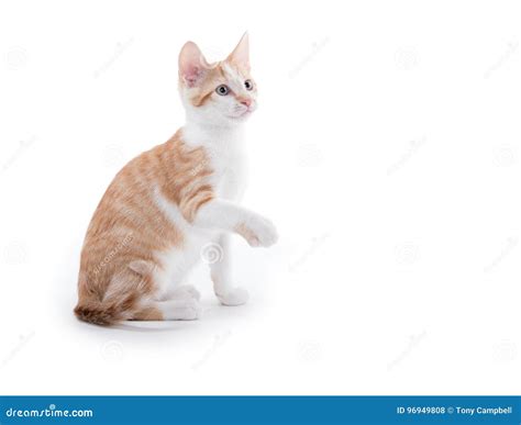 Cute Tuxedo Cat On White Stock Photo Image Of Single 96949808