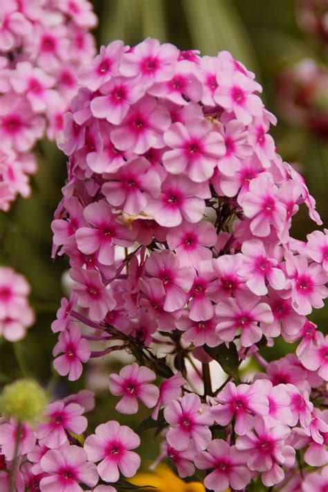 Top 10 Fragrant Plants For A Sensory Garden Paradise Garden Pics And Tips
