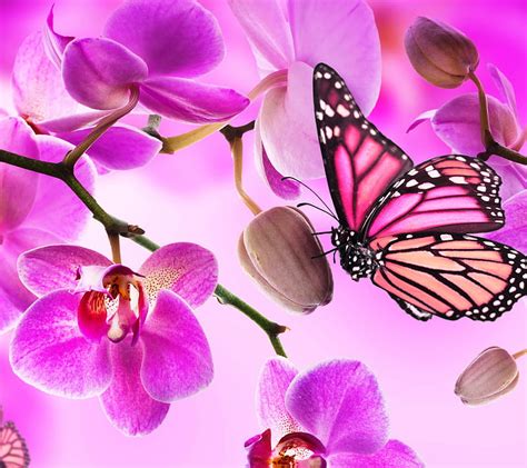 Orchid Butterfly Flower Hd Wallpaper Peakpx