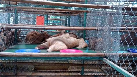 Sloth Sanctuary Scam How To Help Everyday News And