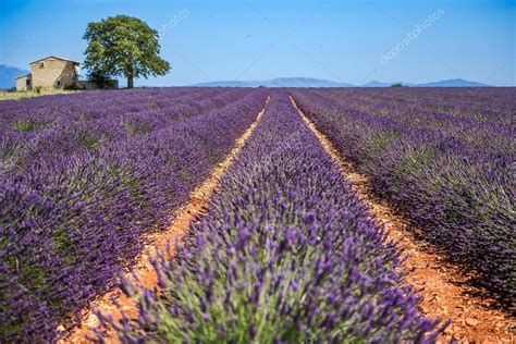 Provence Lavender Field At Sunset Valensole Plateau Stock Photo By