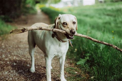 Why Do Dogs Carry Sticks In Their Mouth Dogs Training Tips