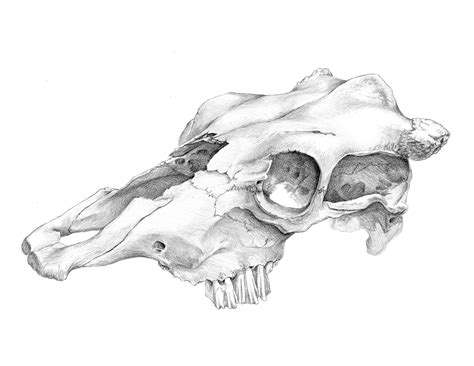 Animal Skull Art Drawing Sketches