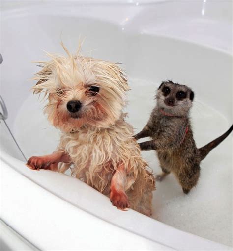 24 Most Cutest Picture Of Animals Taking A Bath 16 Is Really Adorable