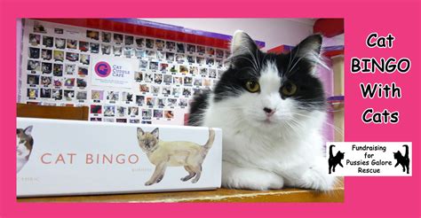 Cat Bingo With Cats Cat Cuddle Cafe Brisbane