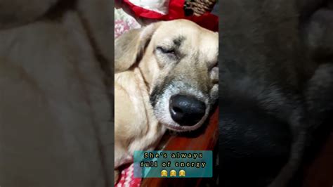 Rescued Dog Sleeps Like Log Tired Of Playing With Hooman Youtube