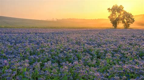Field Beauty In Nature Growth Flowering Plant Scenics Nature