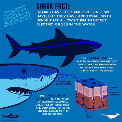 Sharks Shark Facts Shark Animal Facts