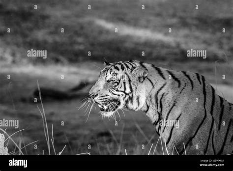 Royal Bengal Tiger Stock Photo Alamy