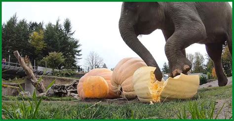 Watch Joyful Elephants Delightfully Crush Giant Pumpkins