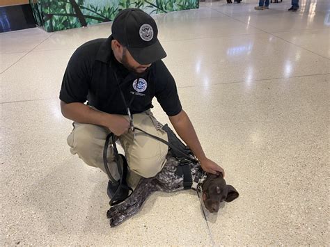 Tsa Pacific On Twitter Heres Ira An Explosive Detection K Who