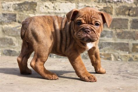 The cheapest offer starts at £50. Old Tyme Bulldog Puppies for sale | in Gillingham, Kent ...