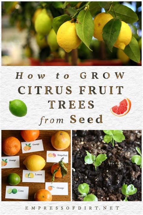 How To Grow Lemon Trees From Seed And Other Citrus Fruits