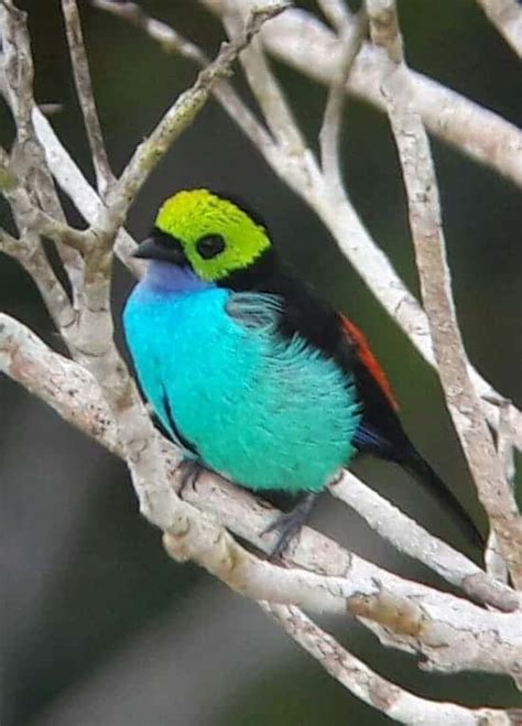 Las 27 Aves Coloridas Más Hermosas De Todo El Mundo Todosobrecolores