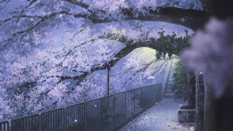 Cherry blossom tree anime wallpapers top free cherry blossom tree via wallpaperaccess.com. Blossoms GIFs - Find & Share on GIPHY