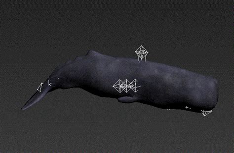 Animated Sperm Whale Rig 3d Model Autodesk Fbx Files Free Download Cadnav